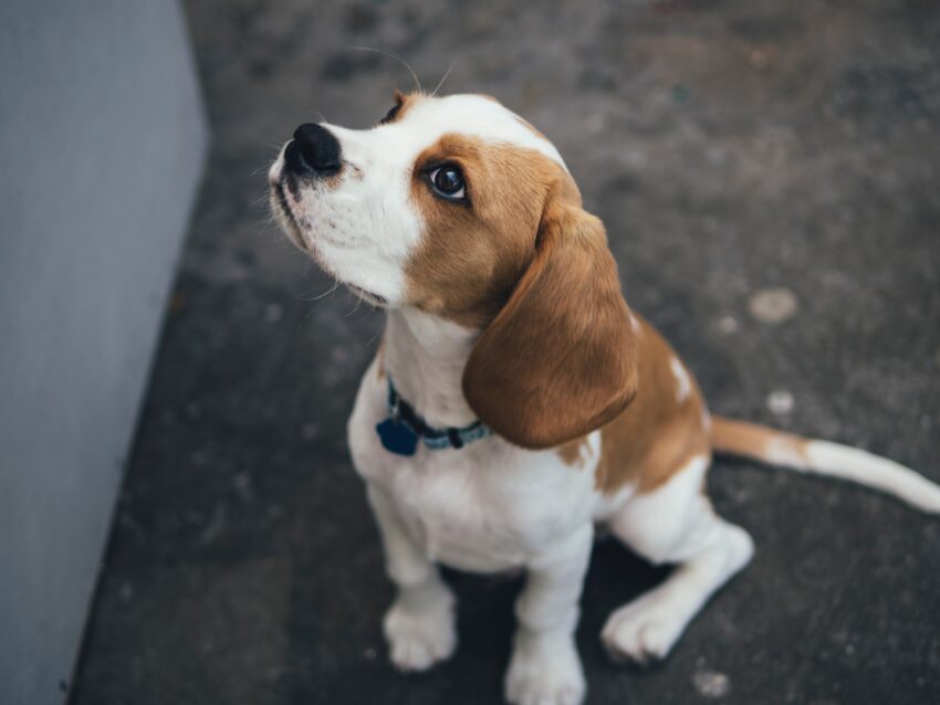 Understanding the duration of action and residual effects of Bravecto for dogs