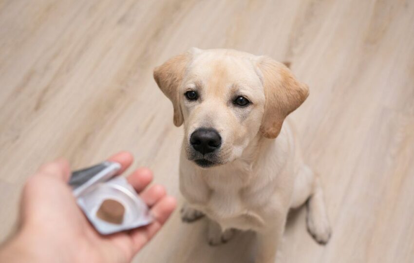 how long do simparica side effects last