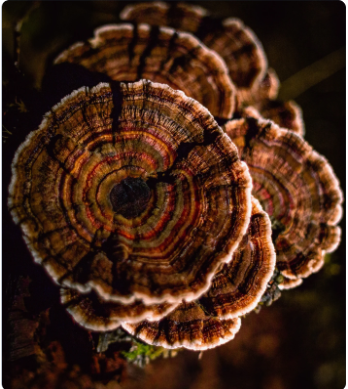 best mushroom supplement