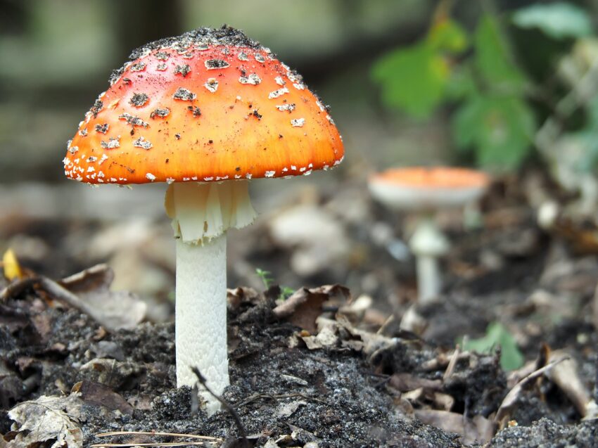 lions mane mushroom